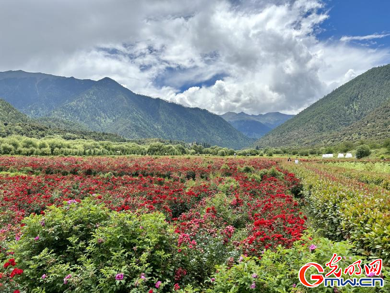 我們的家園丨工布花谷：高原花開(kāi)香飄全國(guó)，產(chǎn)業(yè)經(jīng)濟(jì)增收致富