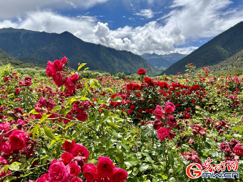 我們的家園丨【組圖】 綠水青山入畫，“金山銀山”筑起