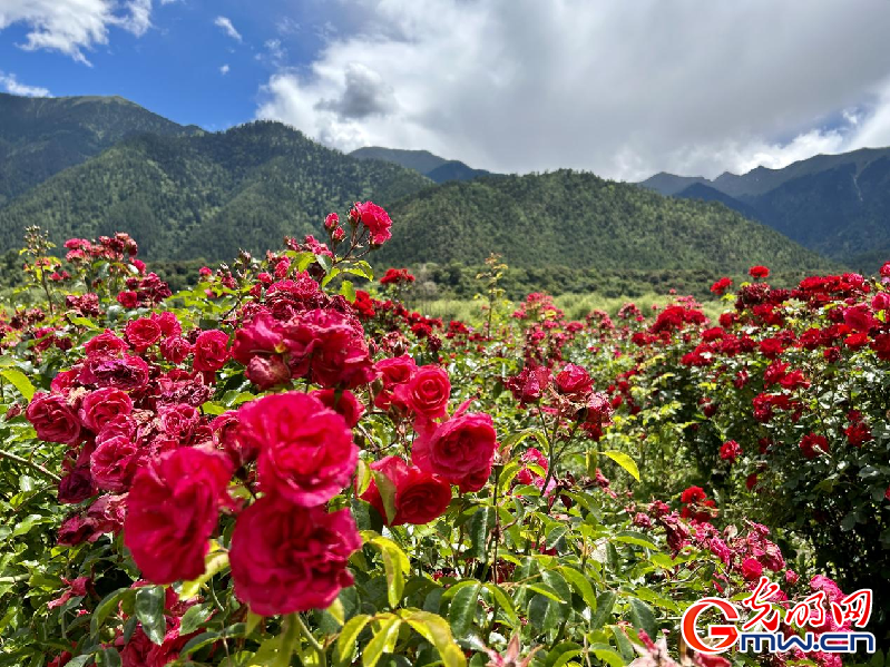 我們的家園丨【組圖】 綠水青山入畫，“金山銀山”筑起