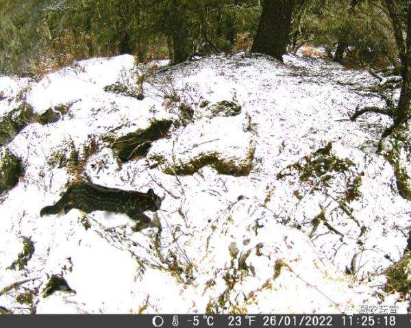 西藏色季拉山發(fā)現(xiàn)雪豹、白頰獼猴等多種珍稀野生動(dòng)物