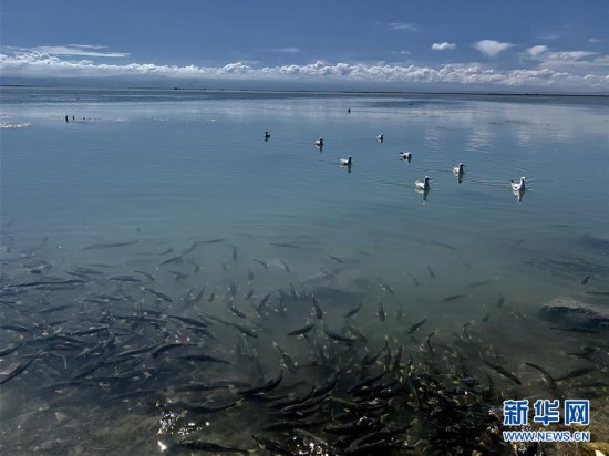 （新華全媒頭條·圖文互動(dòng)）（4）大湖見證 ——持續(xù)保護(hù)讓青海湖生態(tài)華麗“蝶變”