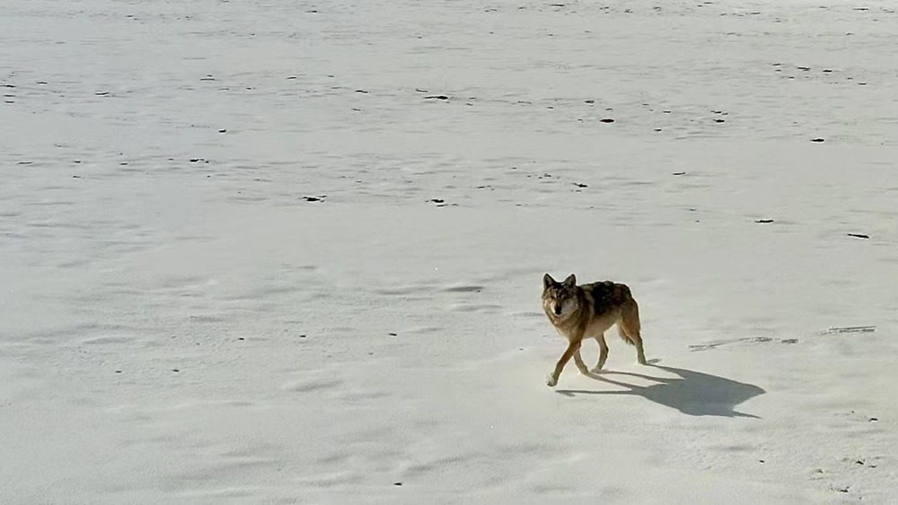 雪地里的阿里“狼”。