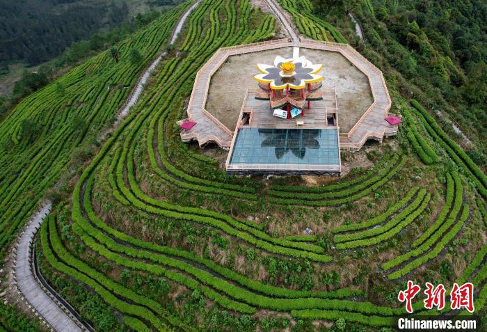 圖為西藏林芝市墨脫縣背崩鄉(xiāng)格林村山頂?shù)木坝^茶園。(無(wú)人機(jī)照片) 李林 攝