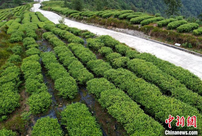 圖為西藏林芝市墨脫縣背崩鄉(xiāng)格林村山頂?shù)木坝^茶園。(無(wú)人機(jī)照片) 李林 攝