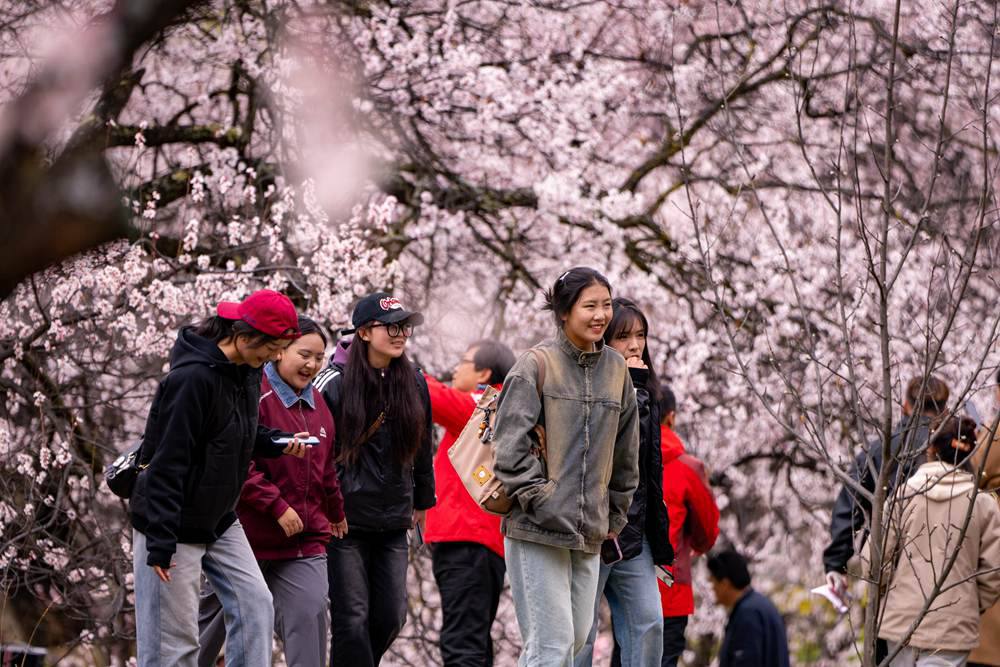 桃花盛開惹人醉，八方游客賞花來。徐馭堯攝