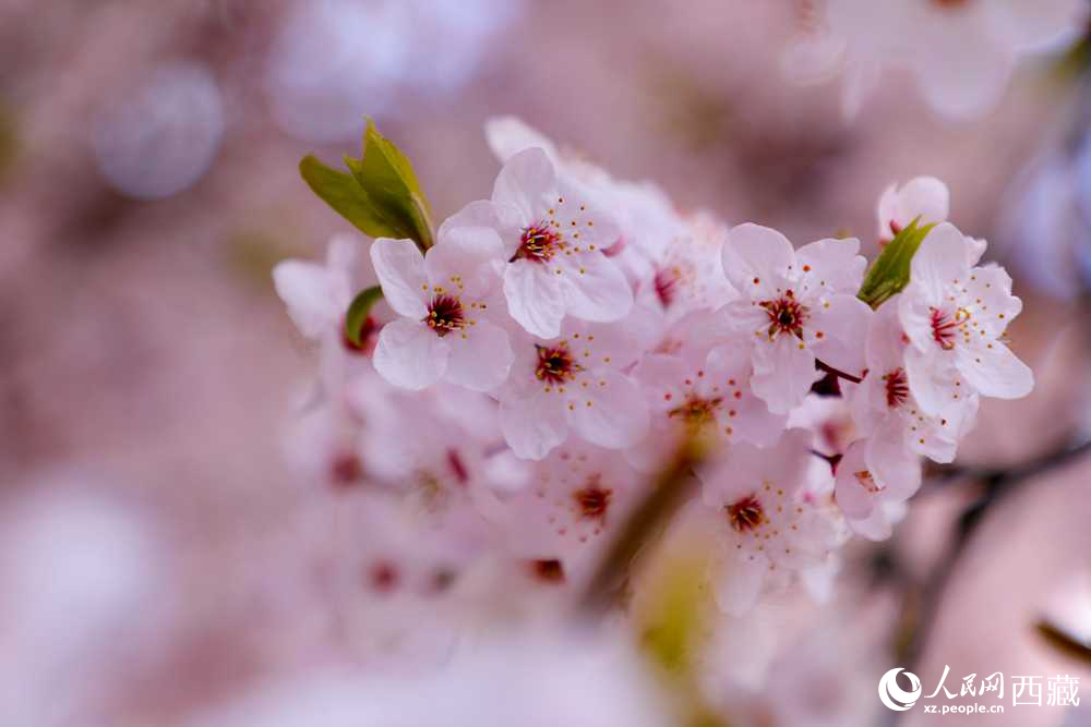 桃花盛開惹人醉。人民網(wǎng)記者 次仁羅布攝