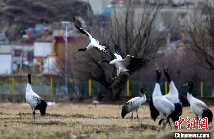 西藏拉薩:林周黑頸鶴田間“起舞”